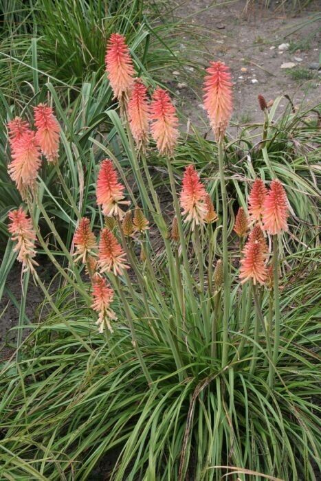 25 Fire and Ice Torch Lily Hot Poker Flower Seeds Perennial Seed 892 US SELLER