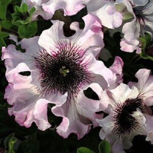 50 Ruffle Pink White Petunia Seeds Hanging Baskets Flowers Annual Seed Bloom 320