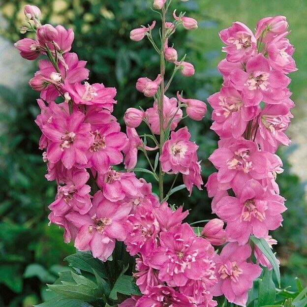 50 Rose Queen Delphinium Seeds Perennial Garden Flower Seed Flowers 816 USA SELL