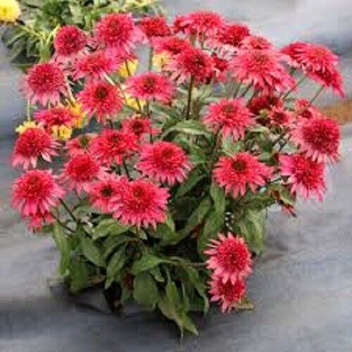 50 Giddy Pink Coneflower Seeds Echinacea Perennial Flowers Flower Seed 1159 USA