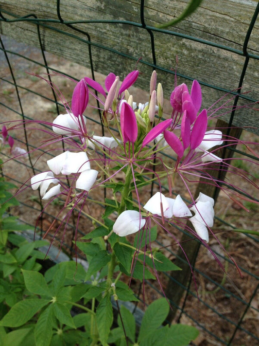 100 White Pink Spider Seeds Clome Spinosa Perennial 1199 US Seller Flower Bee