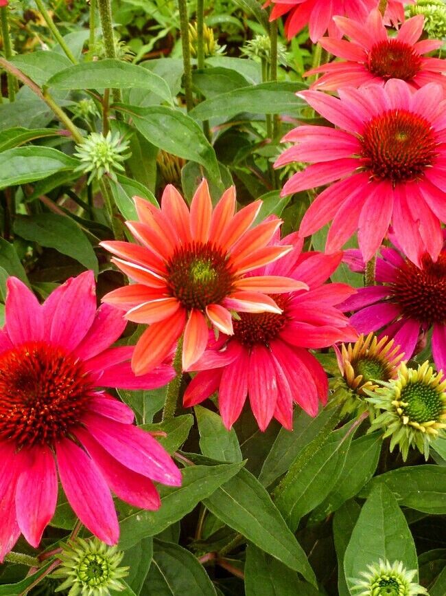 50 Tres Amigos Coneflower Seeds Echinacea Flower Perennial Flowers Seed 1400 USA