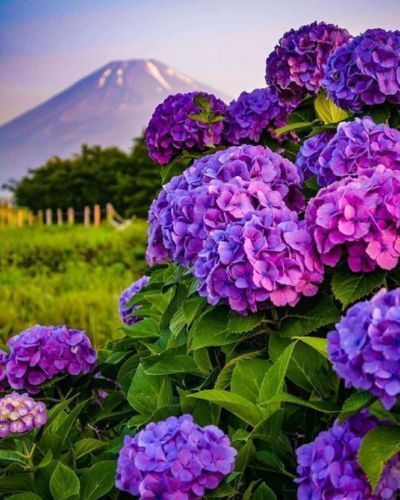 5 Dark Purple Hydrangea Seeds Perennial Hardy Garden Shrub Bloom Flower 386