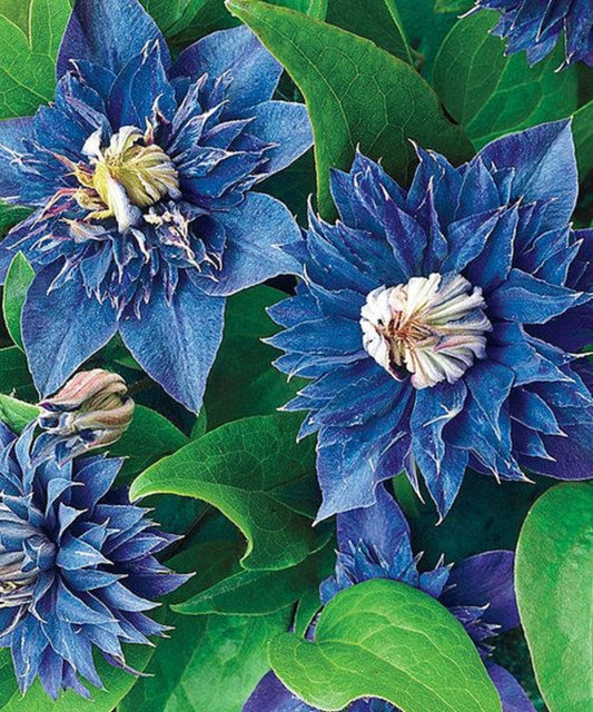 25 Double Blue Clematis Seeds Bloom Flowers Perennial Flower Seed 93 US SELLER