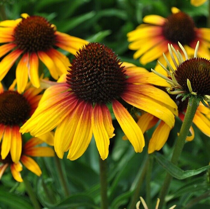 50 Yellow Orange Coneflower Seeds Flower Perennial Flowers Seed 42 US SELLER