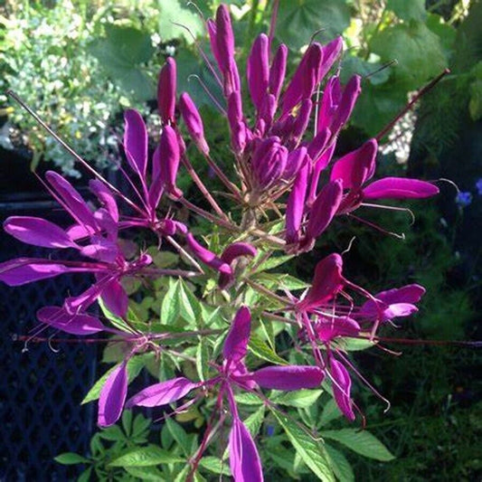 100 Bright Purple Spider Seeds Clome Spinosa Perennial 1168 US Seller Flower