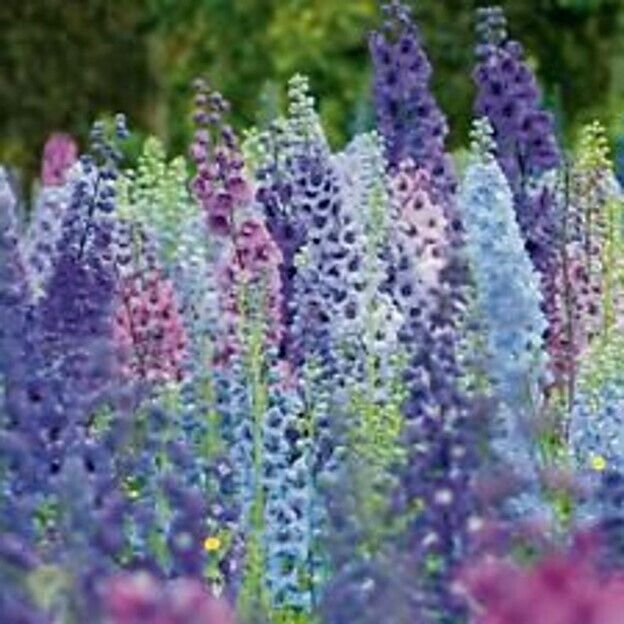 50 Giant Magic Foutain Delphinium Seeds Perennial Flower Seed Flowers 776 USA