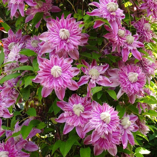 25 French Pink Clematis Seeds Climbing Perennial Plumeria Bloom Seed 716 USA