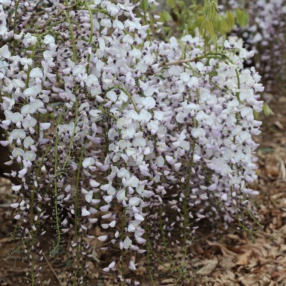 5 Kimono Wisteria Seeds Vine Climbing Flower Perennial Seed 992 USA SELLER