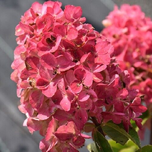 5 Fire Light Hydrangea Seeds Perennial Flowers Flower Garden Seed 1424 USA SELL