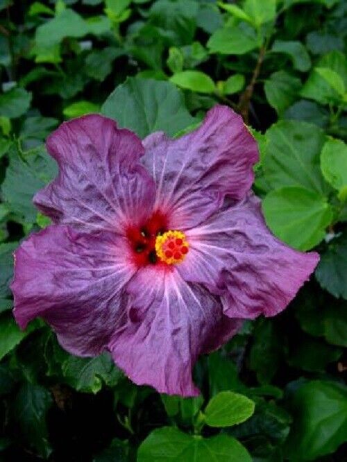 20 Purple Hibiscus Seeds Flowers Flower Seed Perennial Bloom 450 US SELLER