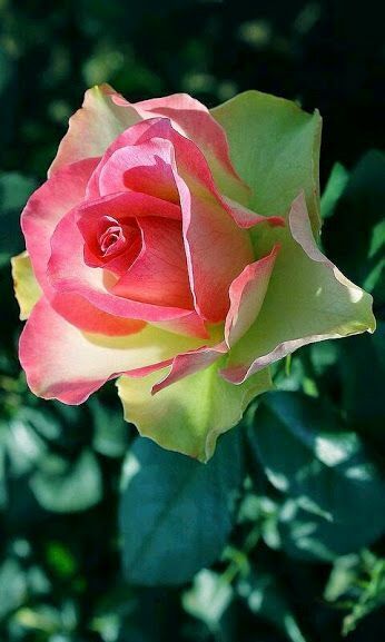 10 Green Pink Rose Seeds Flower Bush Perennial Bloom Shrub Flowering Seed 1278