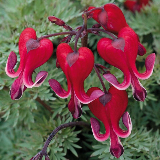 25 Bright Red Bleeding Heart Seeds Dicentra Spectabilis Shade Flower Garden 307