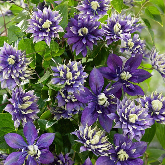 25 Double Dark Purple Clematis Seeds Flower Seed Flowers Perennial 97 US SELLER