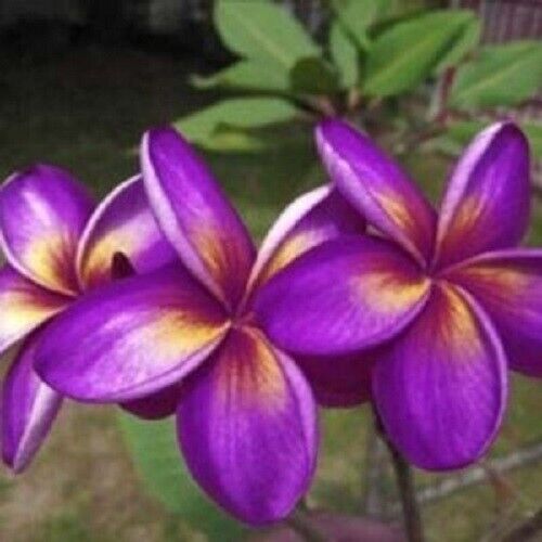 5 Purple Yellow Plumeria Seeds Plants Flower Flowers Perennial Seed 206