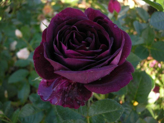 10 Dark Purple Rose Seeds Flower Bush Perennial Shrub Flowers Seed 1256