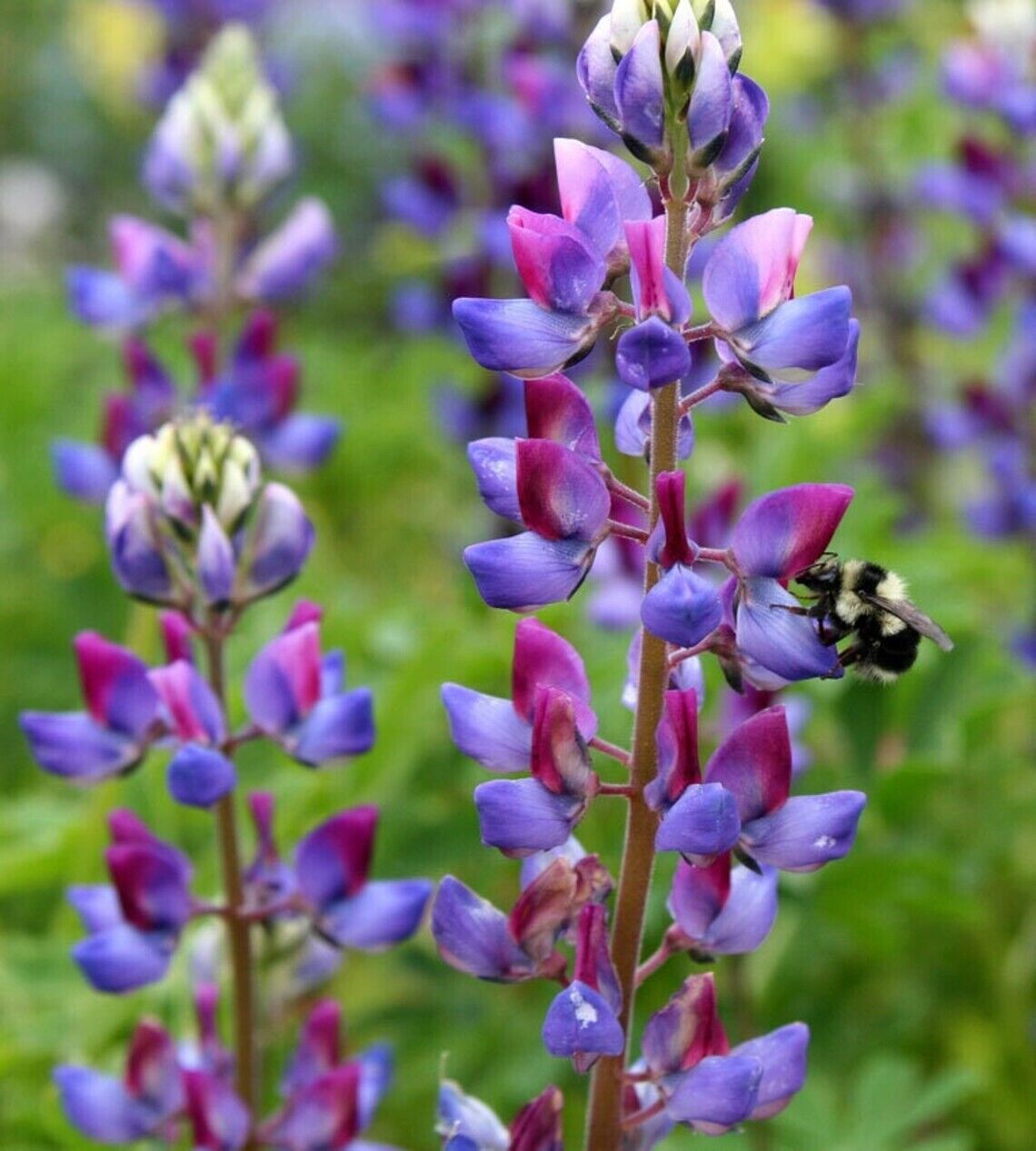 25 Arroyo Lupine Seeds Flower Perennial Flowers Seed 770 US SELLER Wildflower