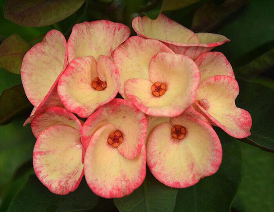 1 "Sunrise Candle" Crown Of Thorns Plant Euphorbia Milii Plants Rooted US Seller