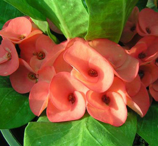 1 "Wanvisa" Crown Of Thorns Plant Euphorbia Milii Plants Rooted US Seller CT-40