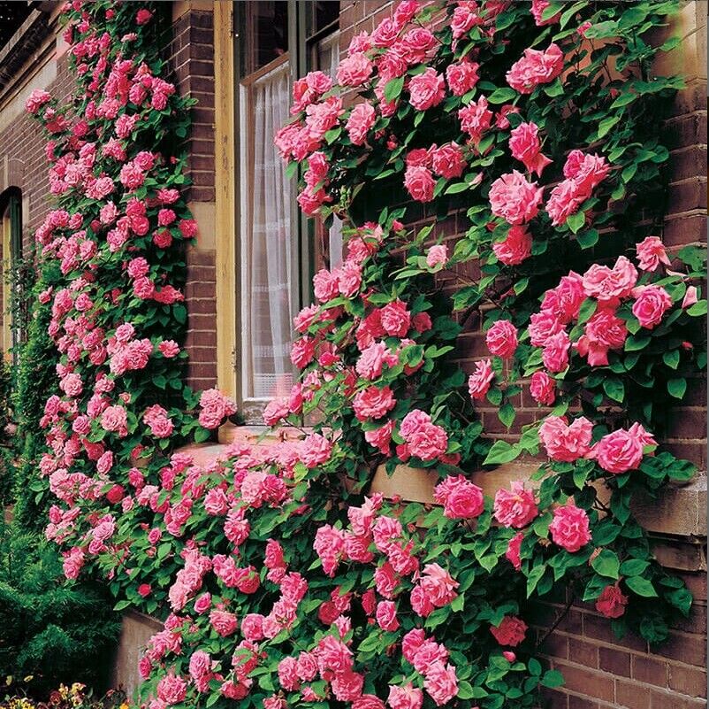 10 Climbing Pink Rose Seeds Flower Bush Perennial Bloom Shrub Flowers Seed 1303