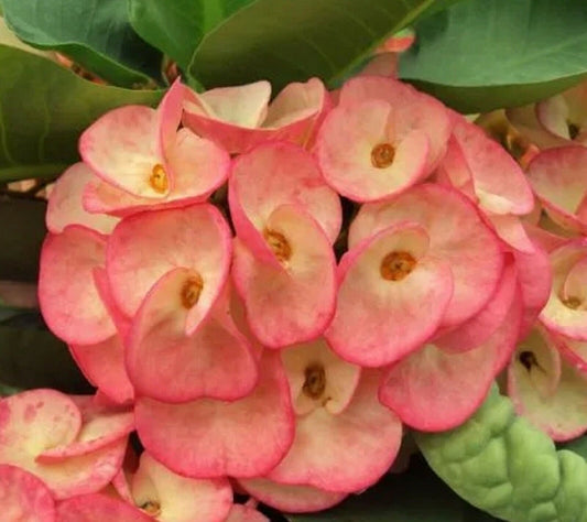 1 "Thep Nari" Crown Of Thorns Plant Euphorbia Milii Plants Rooted US Seller