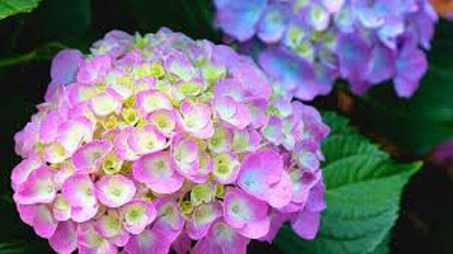 5 Berlin Hydrangea Seeds Perennial Garden Shrub Flowers Flower Seed 1411 USA