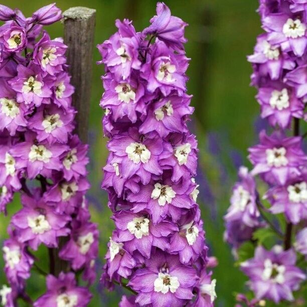 50 Lilac Rocket Delphinium Seeds Perennial Flower Garden Seed Flowers 788 USA