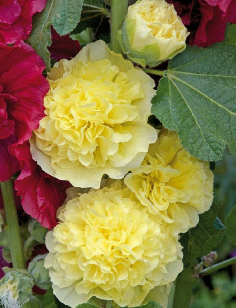 25 Golden Yellow Hollyhock Seeds Perennial Flower Flowers Seed 86 US SELLER