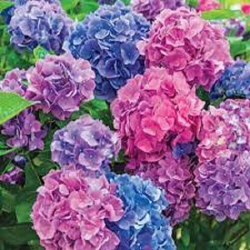 5 LA Dreaming Hydrangea Seeds Perennial Flowers Flower Garden Seed 1429 US SELL