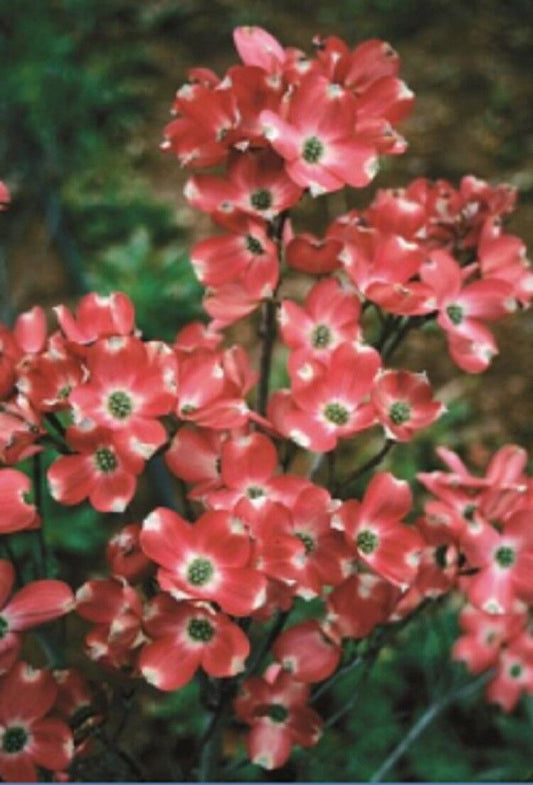 5 Red Pygmy Dogwood Seeds Tree Flowering Hardy Fall Color Flower Flowering 161