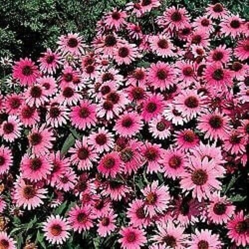 50 Purple Bravado Coneflower Seeds Echinacea Perennial Flowers Flower 1376 USA